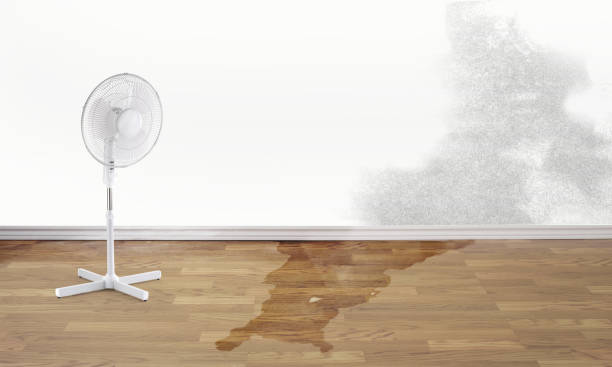 Best Carpet water damage restoration  in Northdale, FL