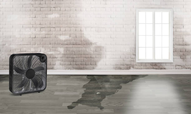 Best Water damage cleanup near me  in Northdale, FL